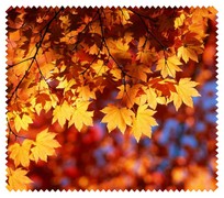 Autumn006