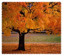 Autumn007