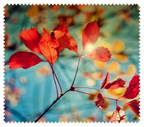 Autumn013