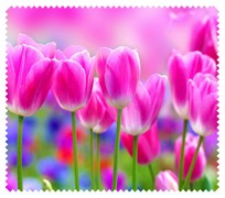 Spring008