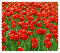 Spring010