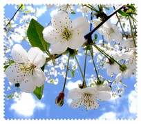 Spring017