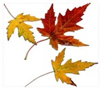 Autumn002