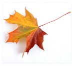 Autumn003