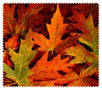Autumn005