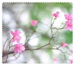 Spring026