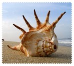 Summer046